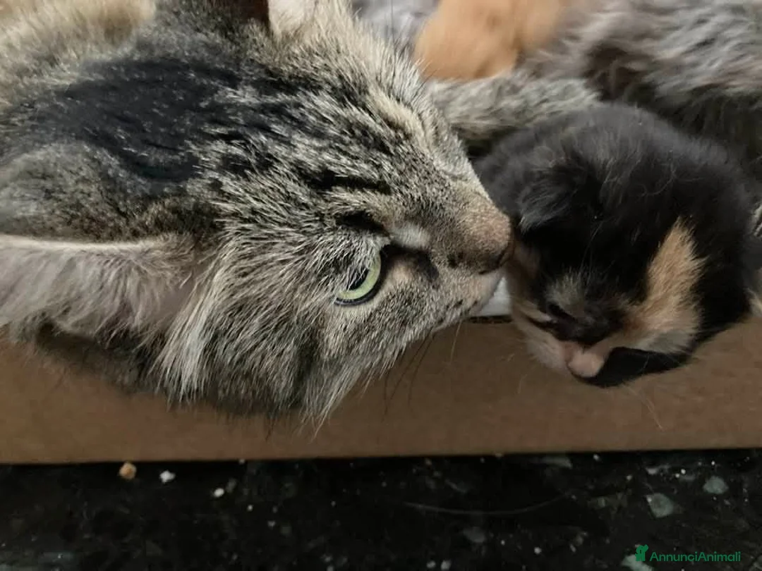 Siberiano gatti in vendita: Gattini siberiani stupendi  - Annuncio 1