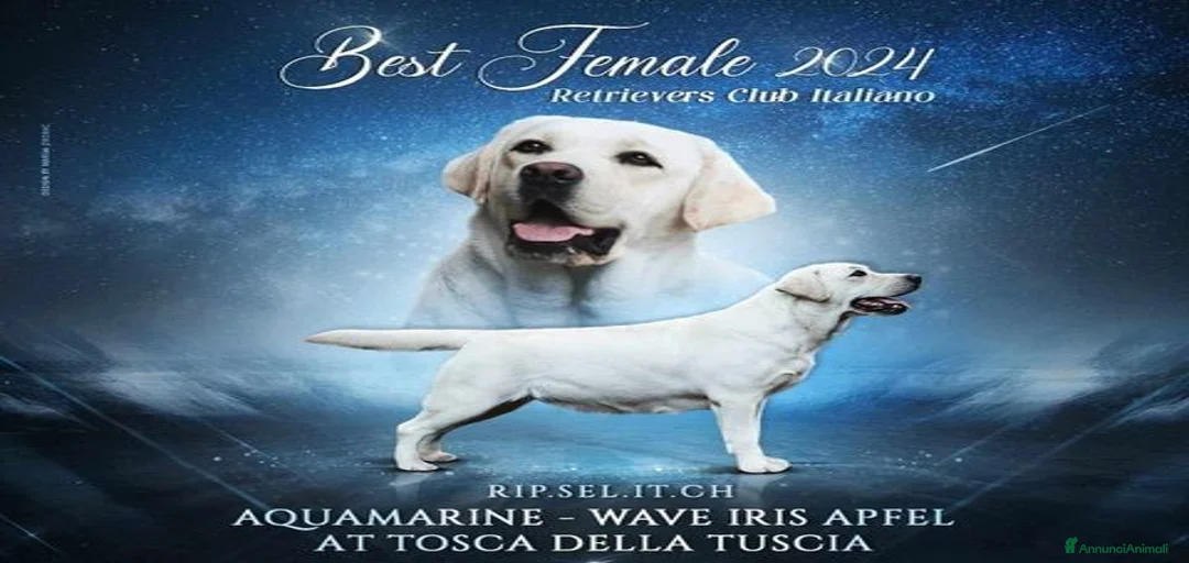 Immagine della galleria {{count}}