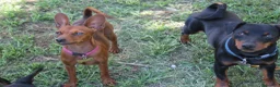 Pinscher Miniatura cani in vendita: Pinscher nano  - Annuncio 6