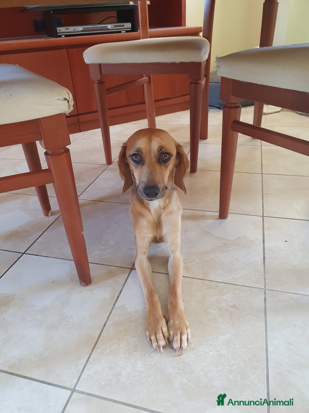 Segugio cani in regalo: NANDA a Provincia di Modena - Annuncio 3