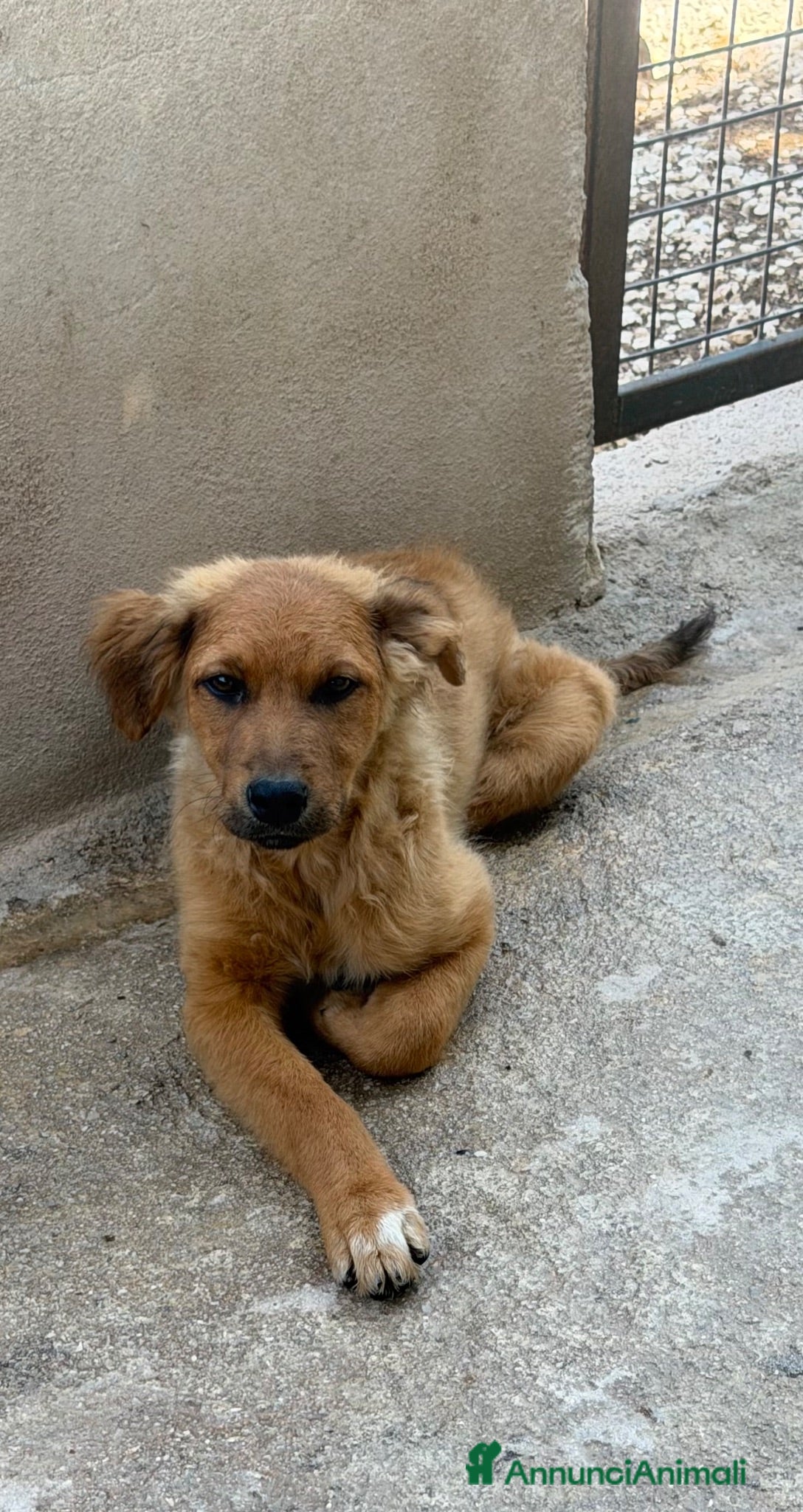 Meticcio cani Gaia  - Annuncio 1