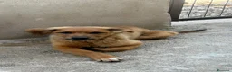 Meticcio cani in regalo: Gaia  a Provincia di Cremona - Annuncio 1