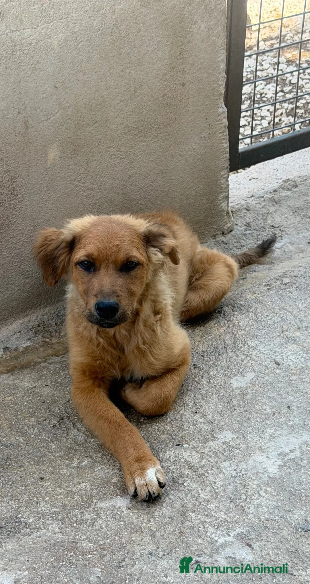Meticcio cani in regalo: Gaia  a Provincia di Cremona - Annuncio 1