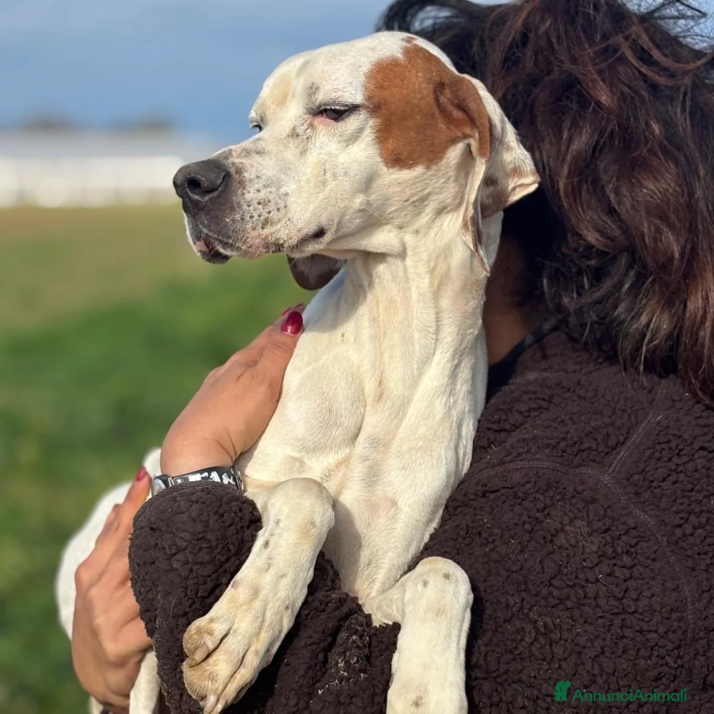 Pointer cani Marmellata dolce cagnolina pointer cerca casa  - Annuncio 2
