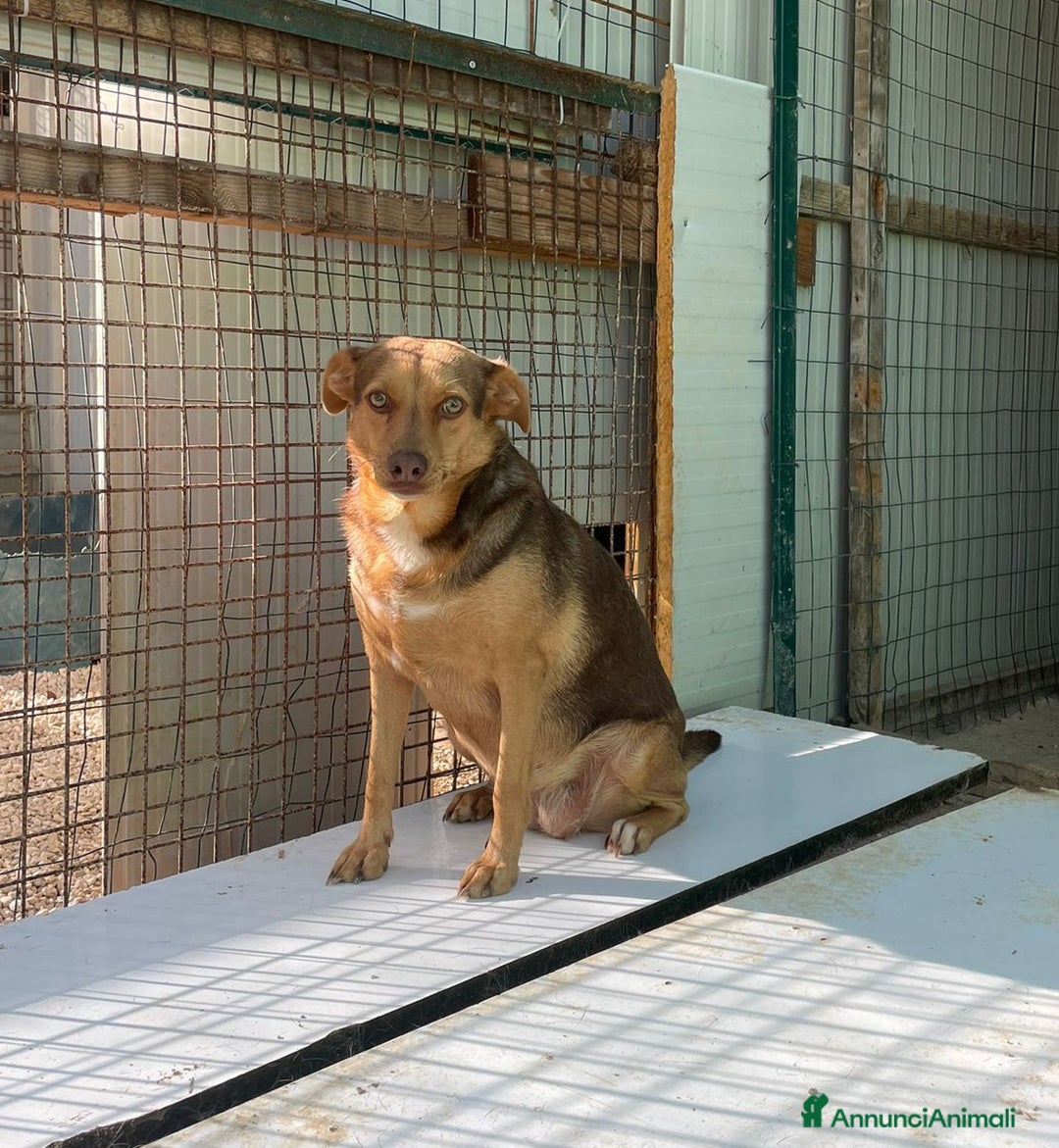 Meticcio cani in regalo: LA PICCOLA E DOLCE BIANCANEVE - Annuncio 4