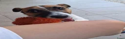 Jack Russell cani in vendita: Regalo cucciolo  - Annuncio 7