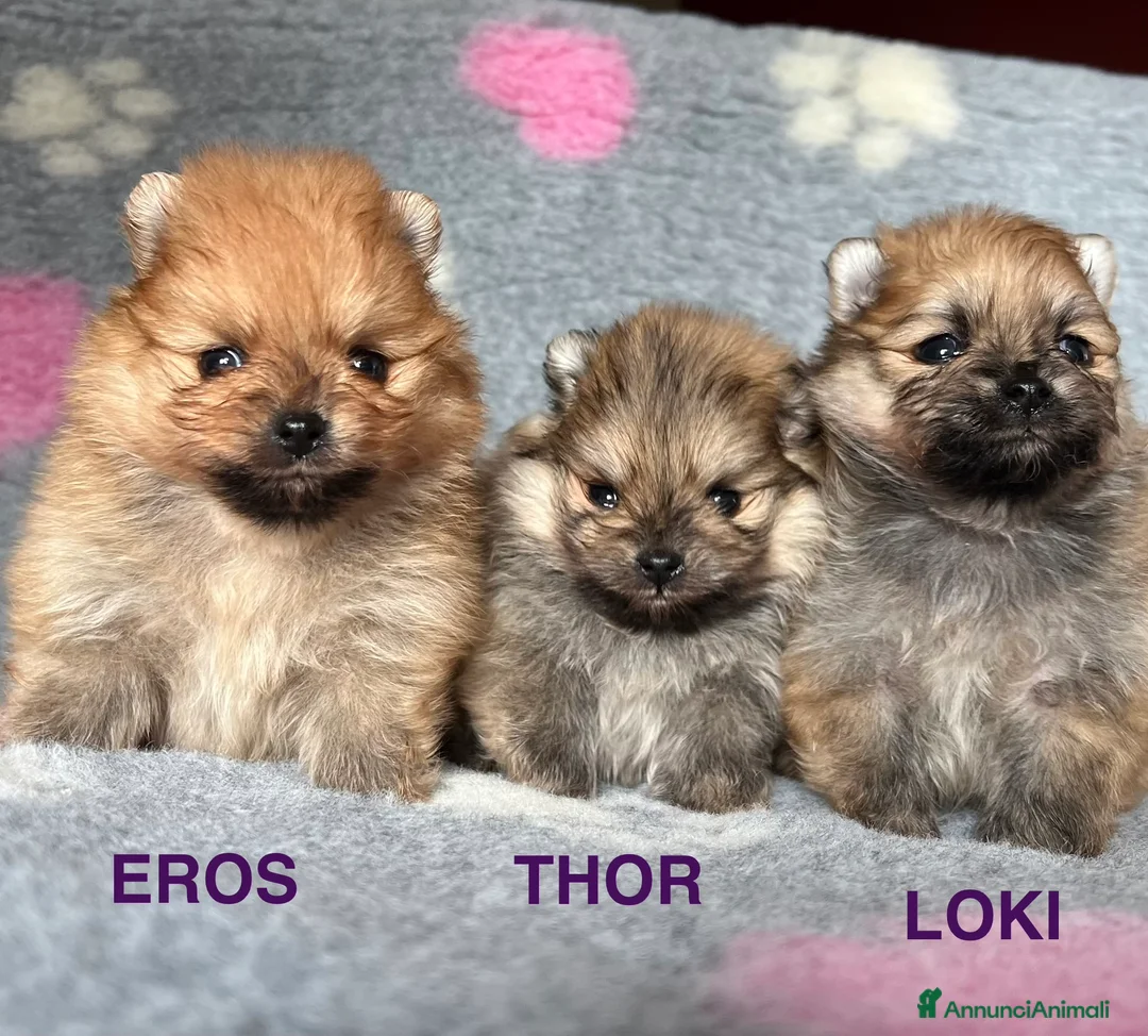 Volpino Pomerania cani in vendita: CUCCIOLI POMERANIA CON PEDIGREE ENCI - Annuncio 2