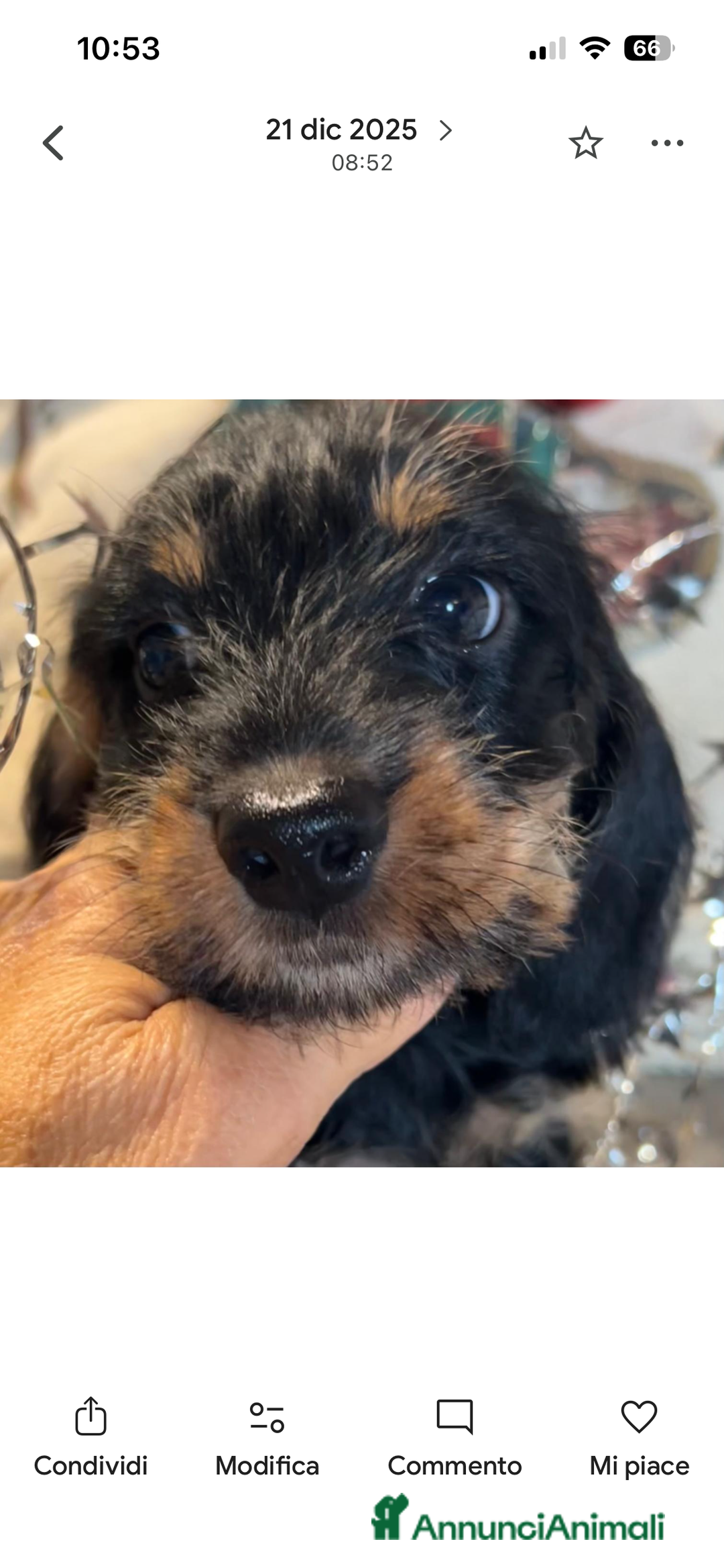 Bassotto cani in vendita: Cuccioli di Bassotto pelo duro con Pedigree Enci - Annuncio 27