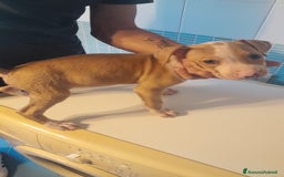Pitbull cani in vendita: CUCCIOLI DI PITBULL a Provincia di Viterbo - Immagine 13