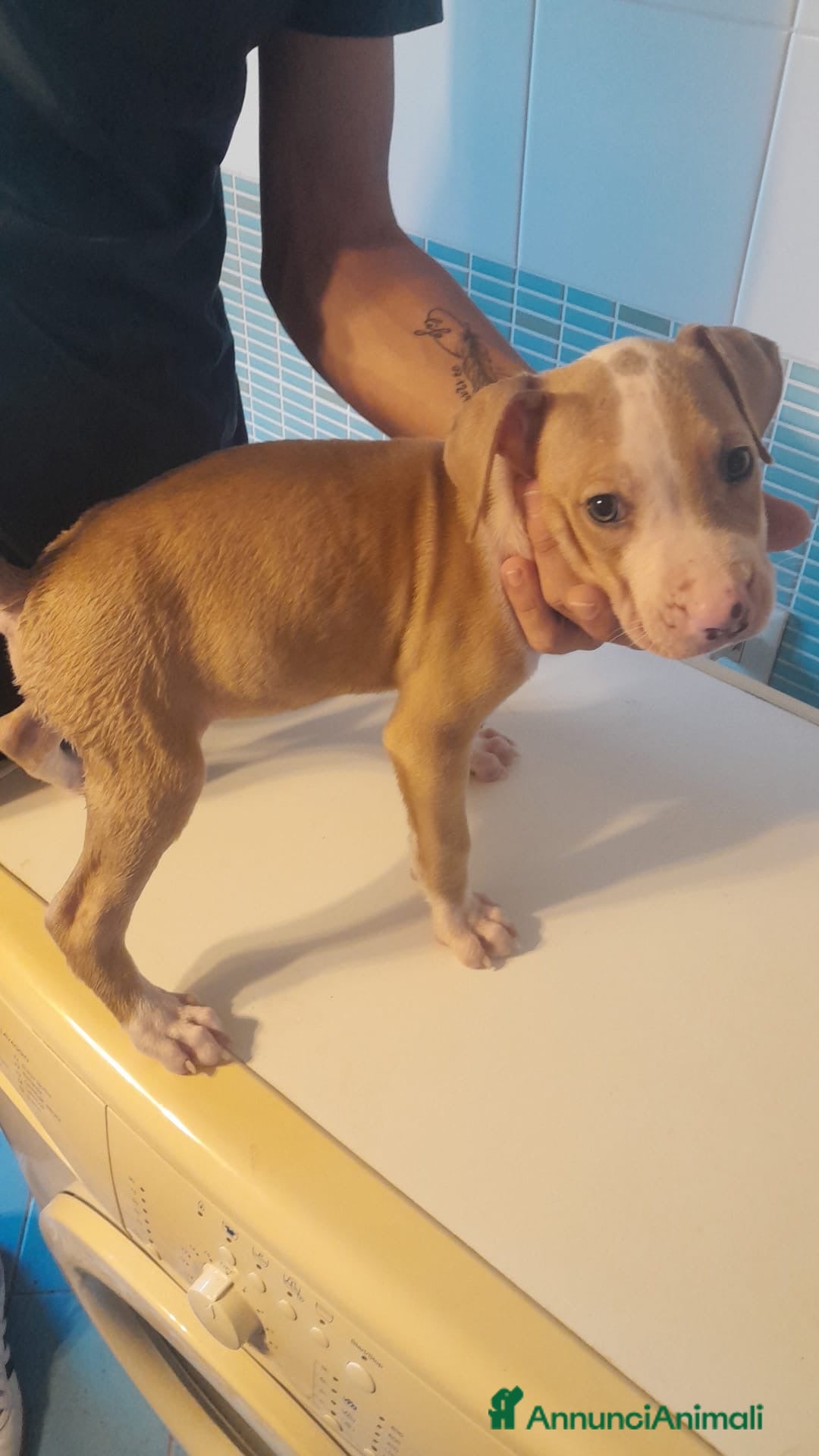 Pitbull cani in vendita: CUCCIOLI DI PITBULL a Provincia di Viterbo - Immagine 13