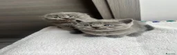 British gatti in vendita: Gattini schottish fold - Annuncio 1