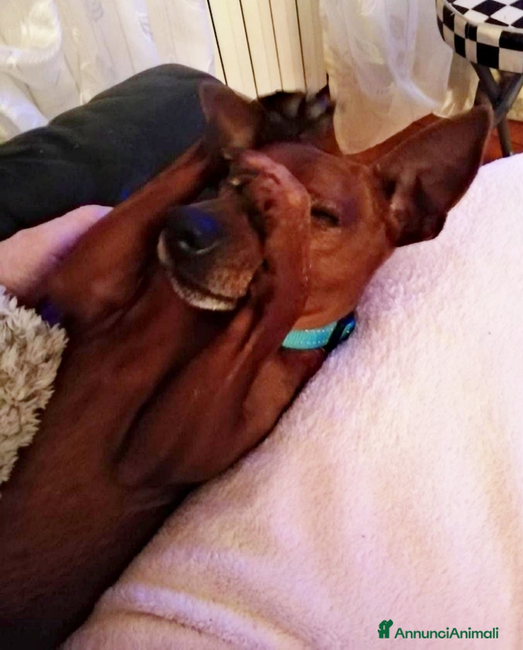 Pinscher Tedesco cani in regalo: URGENTE! NITO, PINSCHERINO 11 ANNI, NONNINO RIMAST - Annuncio 3