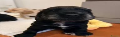 Cocker 1
