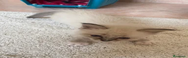 Ragdoll Gattino 1