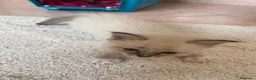 Ragdoll gatti in vendita: Ragdoll maschio - Annuncio 3