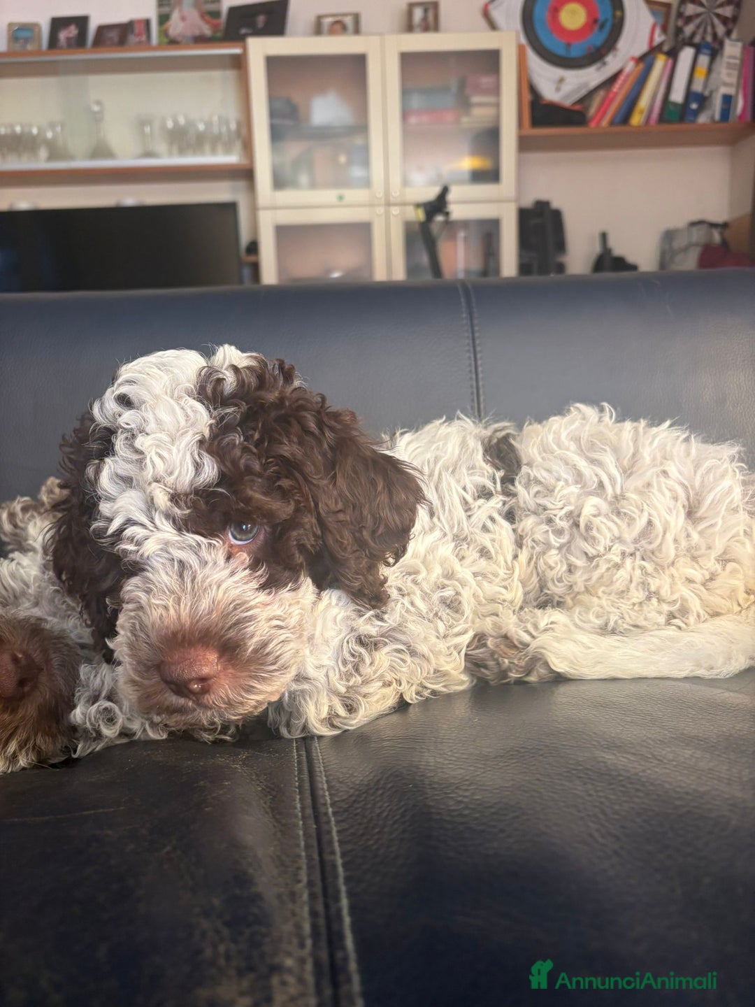 Lagotto cani in vendita: Cucciolo di Lagotto  - Annuncio 2