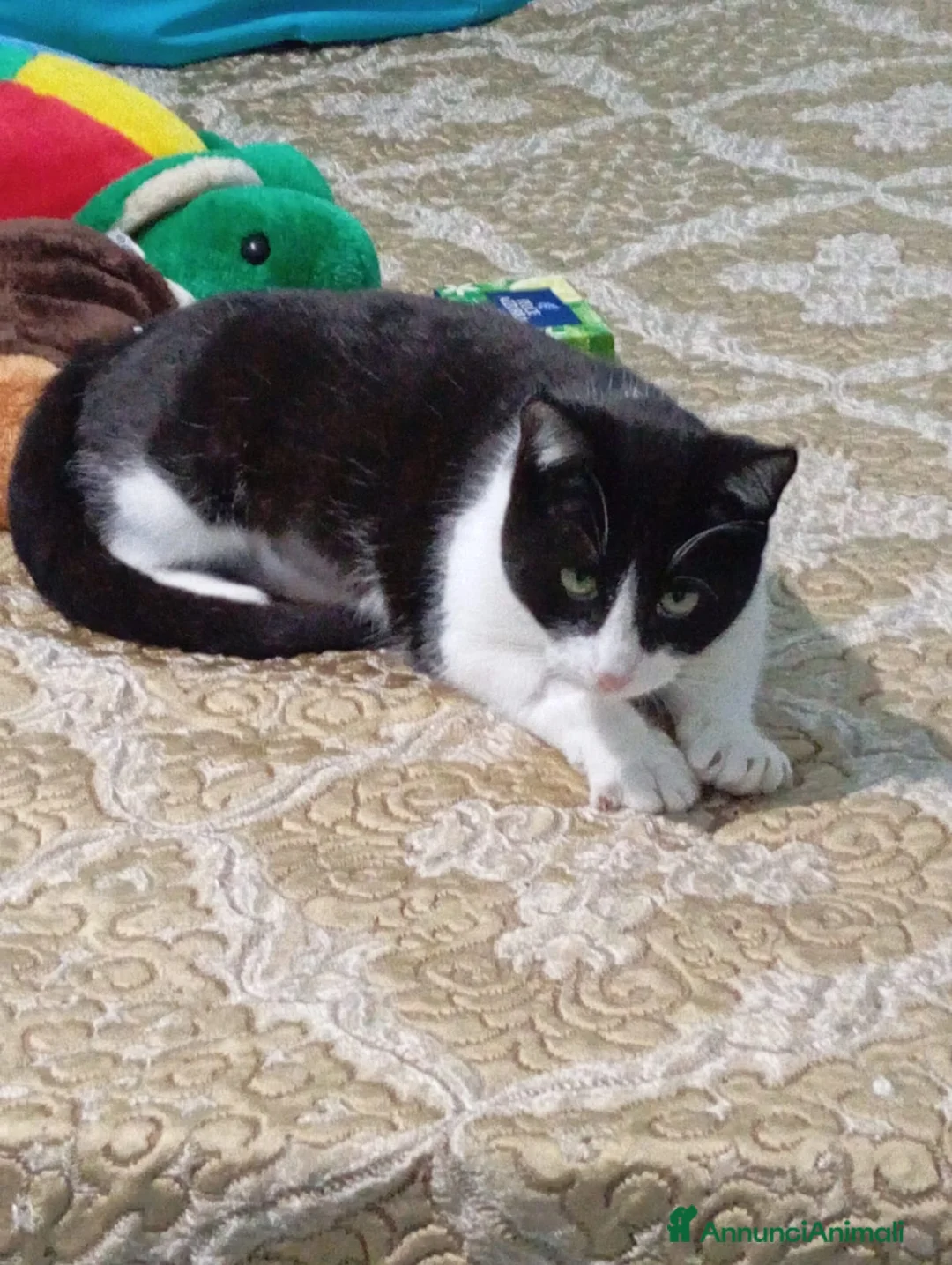 Altre razze gatti in regalo: GATTI SOCIEVOLI - Annuncio 4