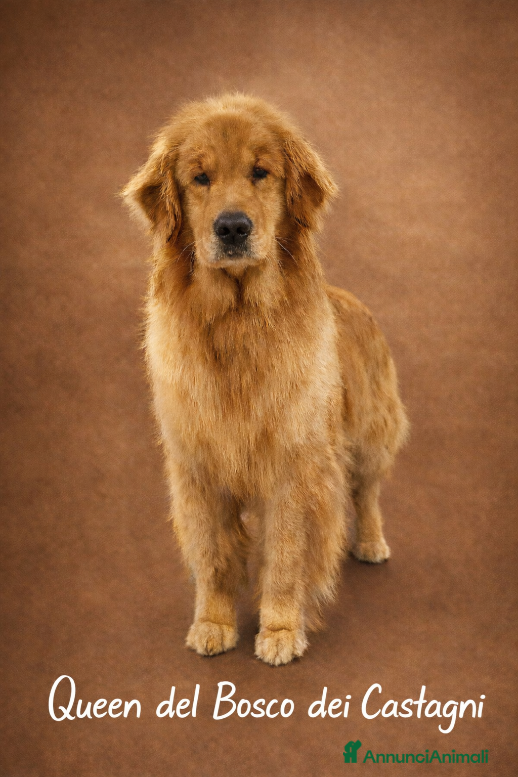 Golden Retriever cani Golden Retriever Americano - Annuncio 26
