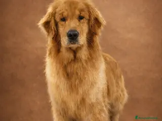 Golden Retriever cani Golden Retriever Americano - Annuncio 26