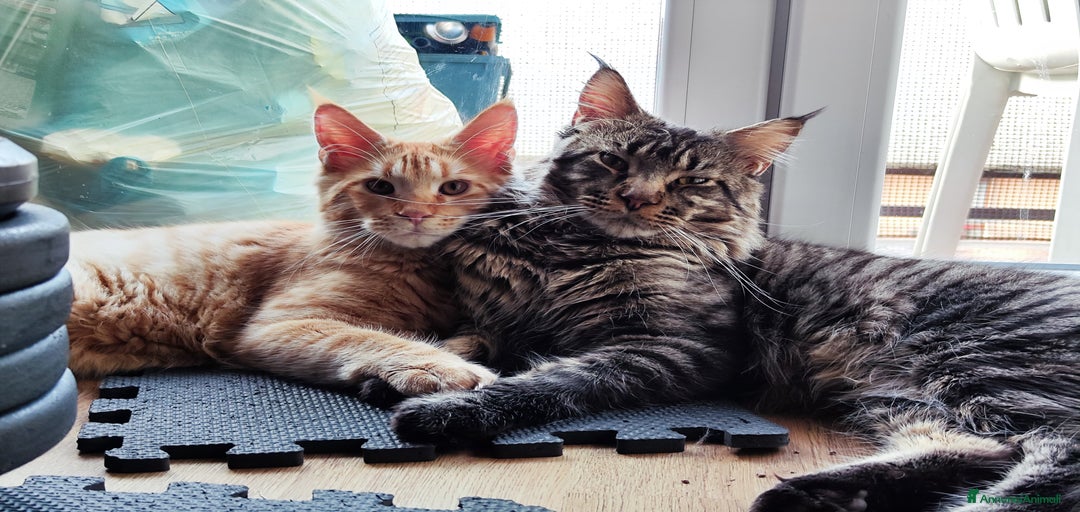 Immagine della galleria {{count}}