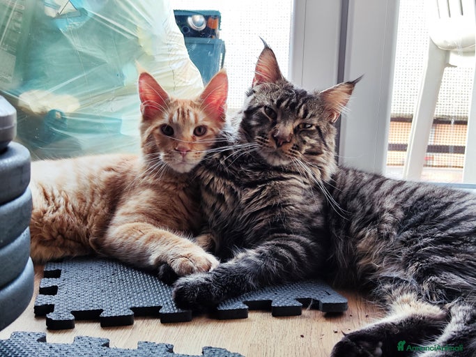 Immagine della galleria {{count}}