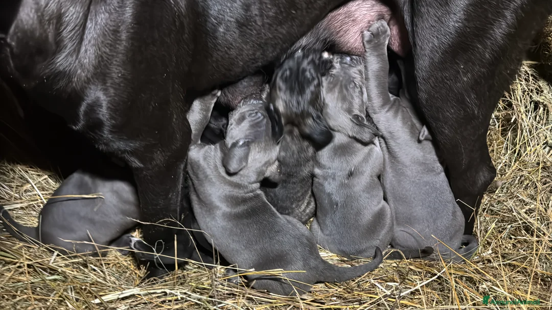 Cane Corso cani in vendita: Cuccioli di Corso grigi e neri (Montiglio AT) - Annuncio 6