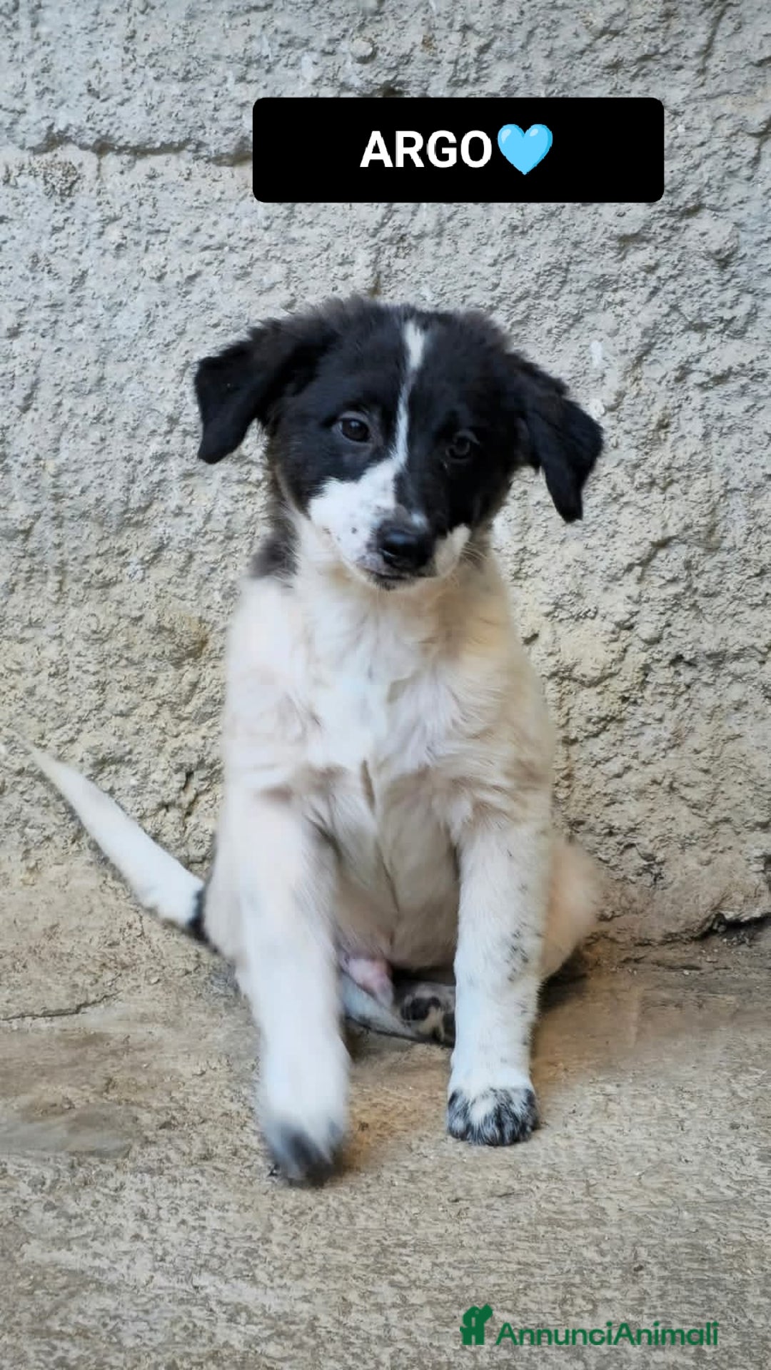 Altre razze cani in regalo: argo e zeus - Annuncio 5