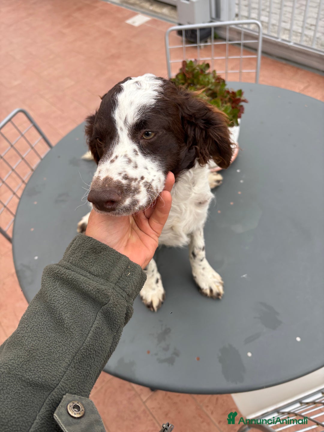 Meticcio cani in vendita: Vendita cani da tartufi  - Annuncio 11