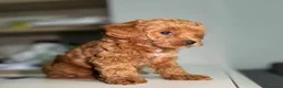 Maltipoo cani in vendita: Cuccioli di Maltipoo F1B a Città metropolitana di Milano - Annuncio 8