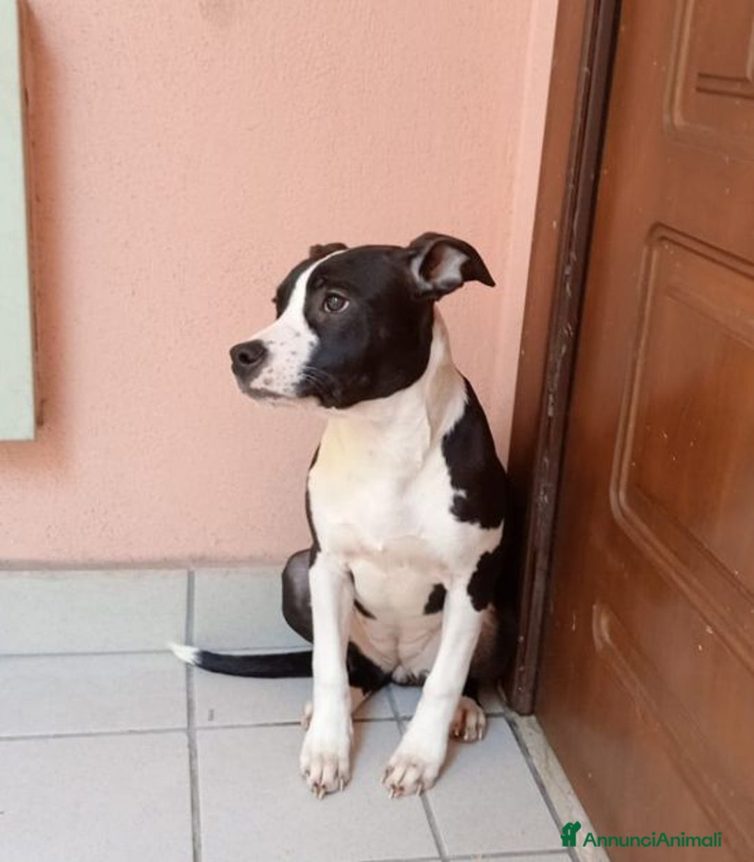 Pitbull cani in regalo: SUSI e DINA giovani sorelline! - Annuncio 4