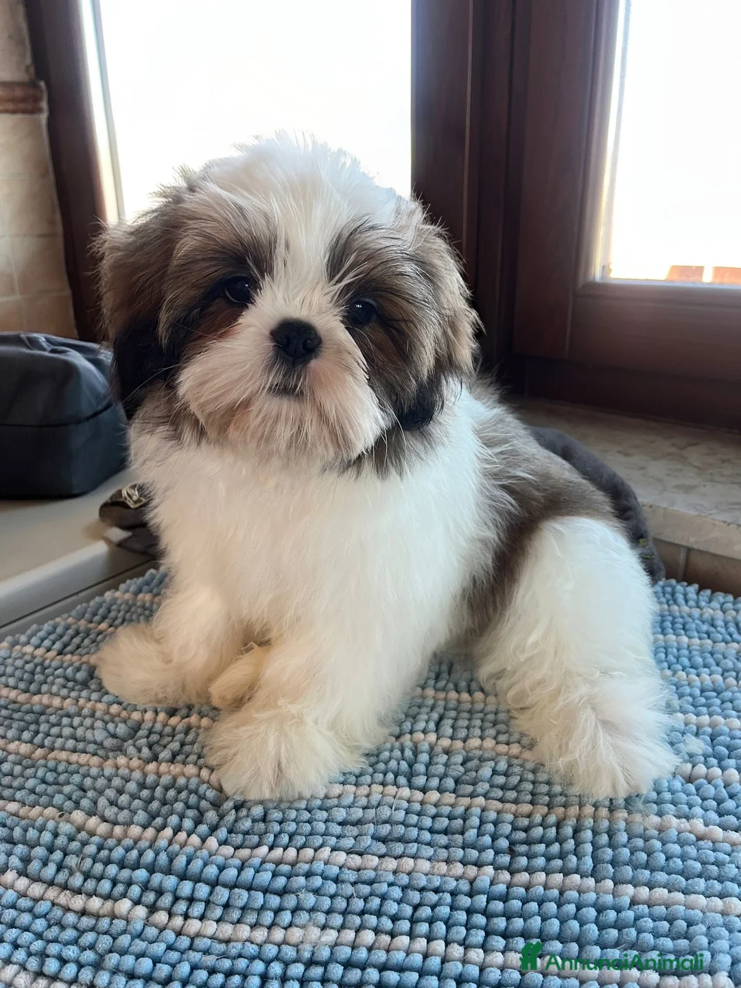 Shih Tzu cani in vendita: Cuccioli di shihtzu  - Annuncio 1