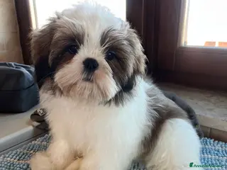 Shih Tzu cani Cuccioli di shihtzu - Annuncio 1