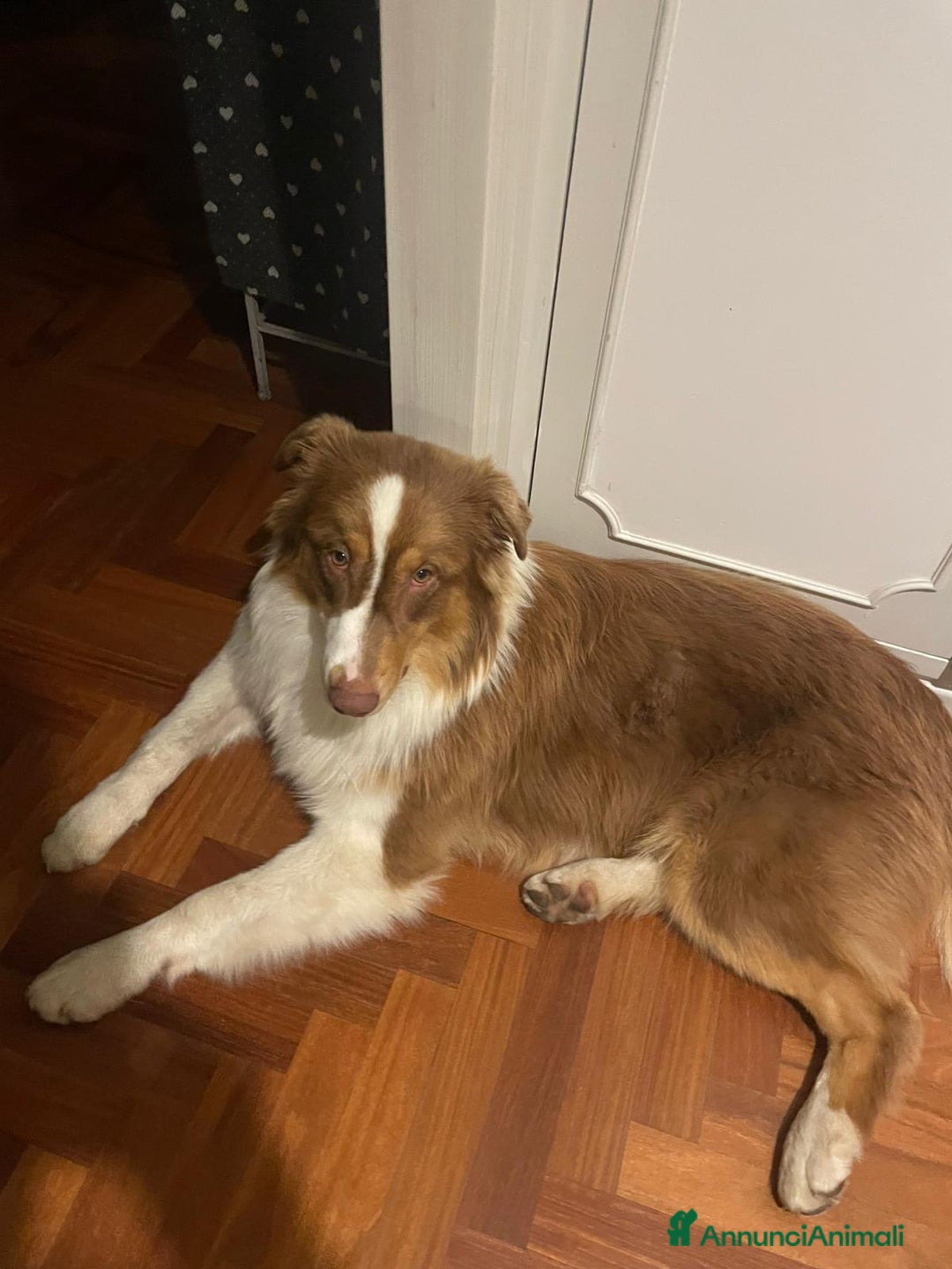Australian Shepherd cani per accoppiamento: Pastore australiano  - Annuncio 8