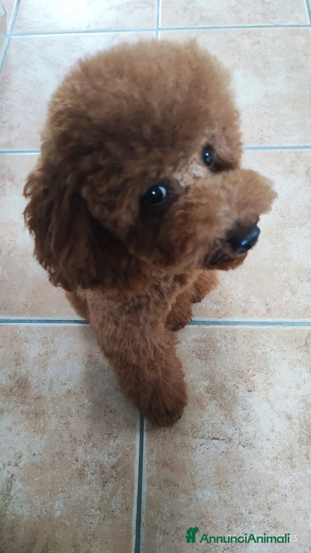 Barboncino Toy cani per accoppiamento: Piacere sono Arturo! a Provincia di Perugia - Annuncio 2