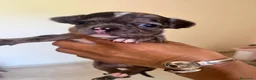 Chihuahua cani in vendita: Chihuahua cuccioli - Annuncio 16