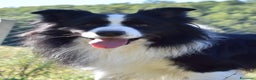 Border Collie cani in vendita: Border Collie Pedigree – Madre Campionessa - Annuncio 1
