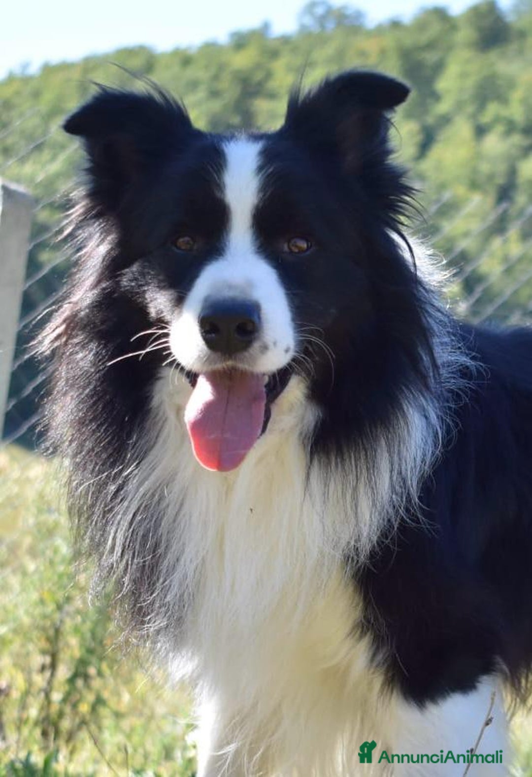Border Collie cani in vendita: Border Collie Pedigree – Madre Campionessa - Annuncio 1