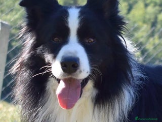 Border Collie cani Border Collie Pedigree – Madre Campionessa - Annuncio 1