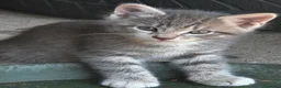 Meticcio gatti in vendita: Gattino - Annuncio 12