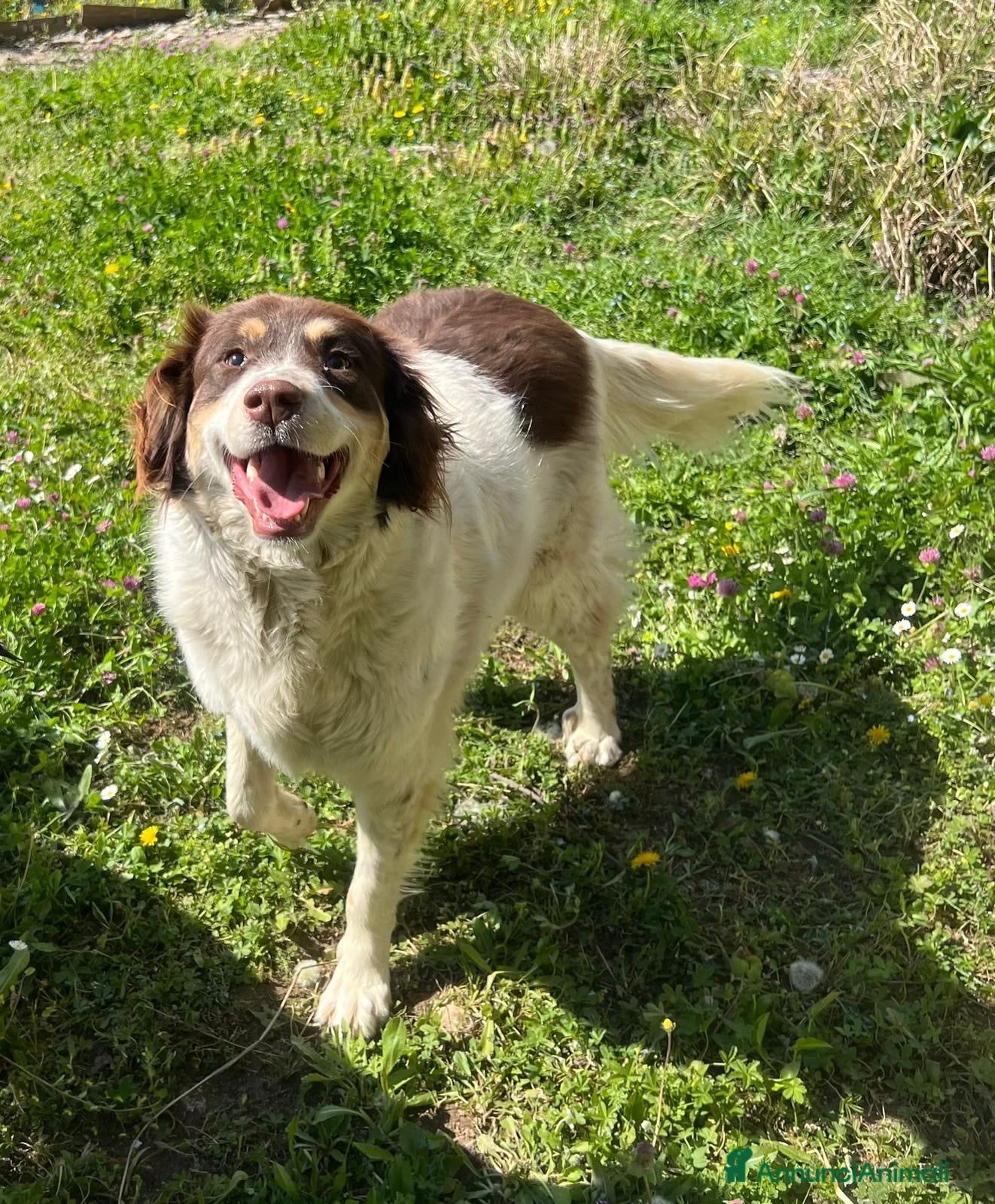 Meticcio cani Molly - Annuncio 3