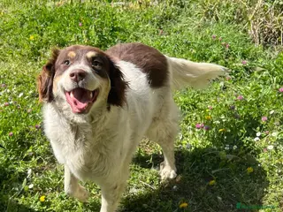 Meticcio cani Molly - Annuncio 3