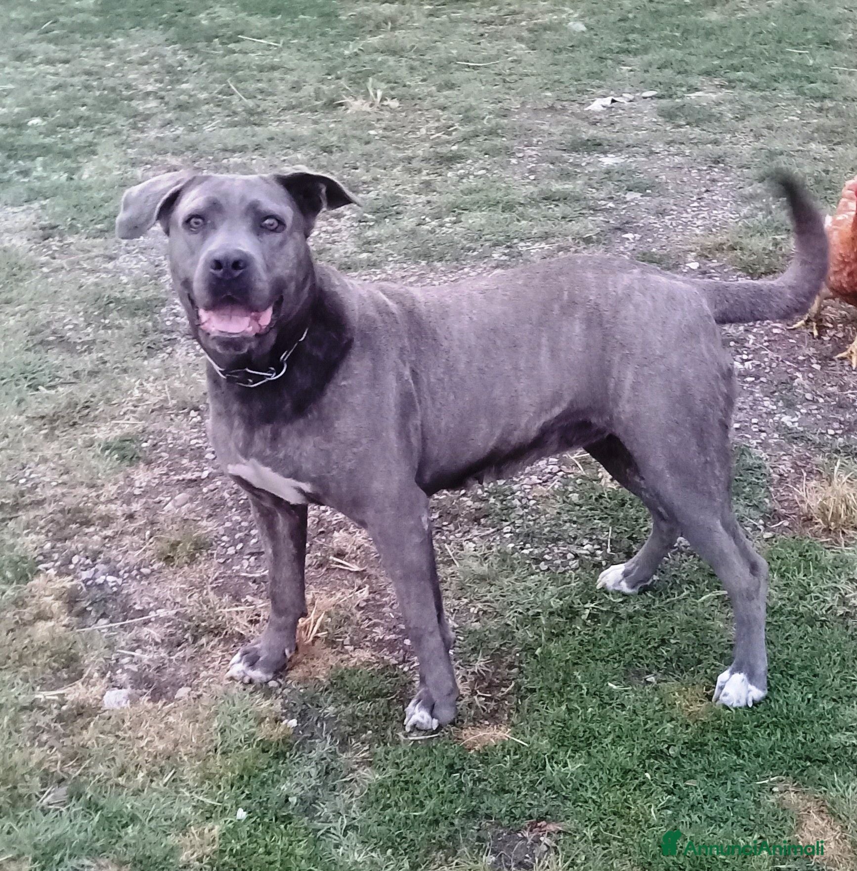 Cane Corso cani Cuccioli di Cane Corso - Annuncio 30