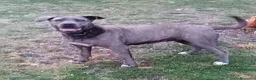 Cane Corso cani in vendita: Cuccioli di Cane Corso - Annuncio 1