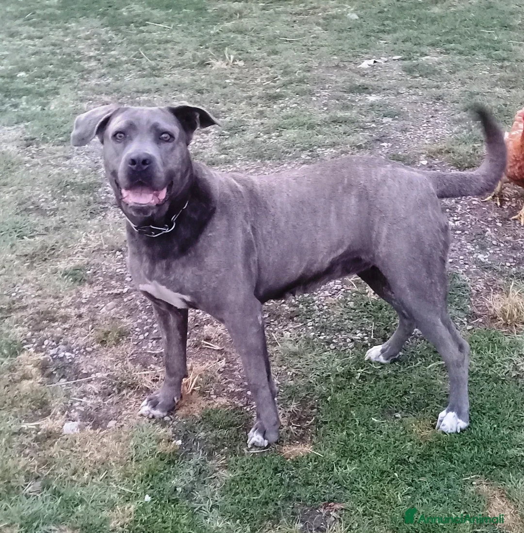 Cane Corso cani in vendita: Cuccioli di Cane Corso - Annuncio 1