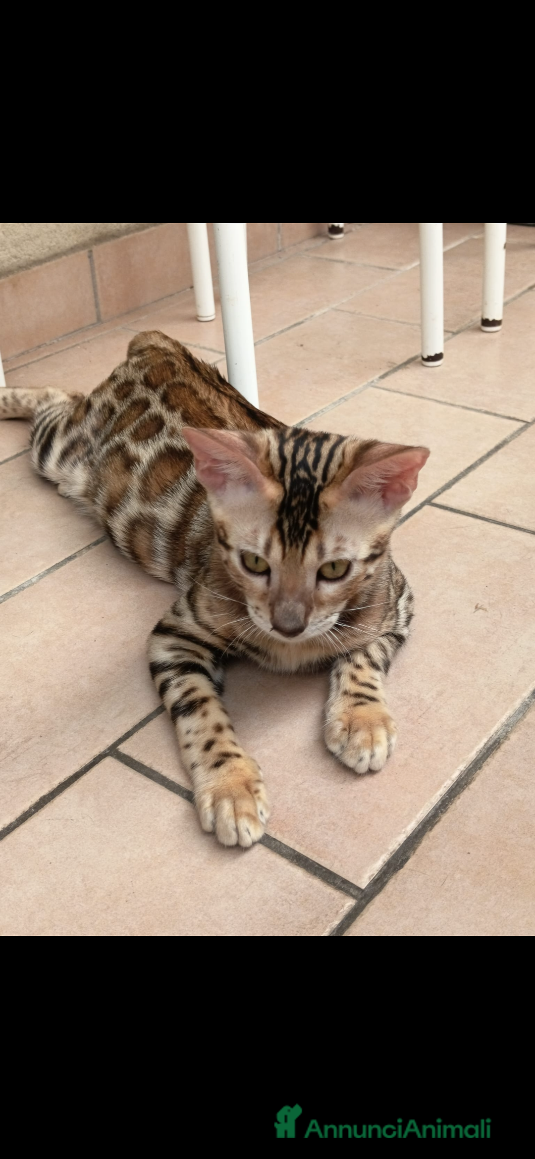 Bengala gatti in vendita: Cuccioli bengala - Annuncio 5