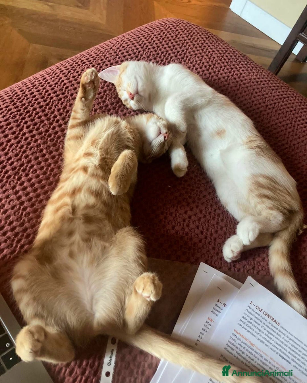 Europeo gatti in regalo: Petra e Miniato dolci rossini  - Annuncio 4