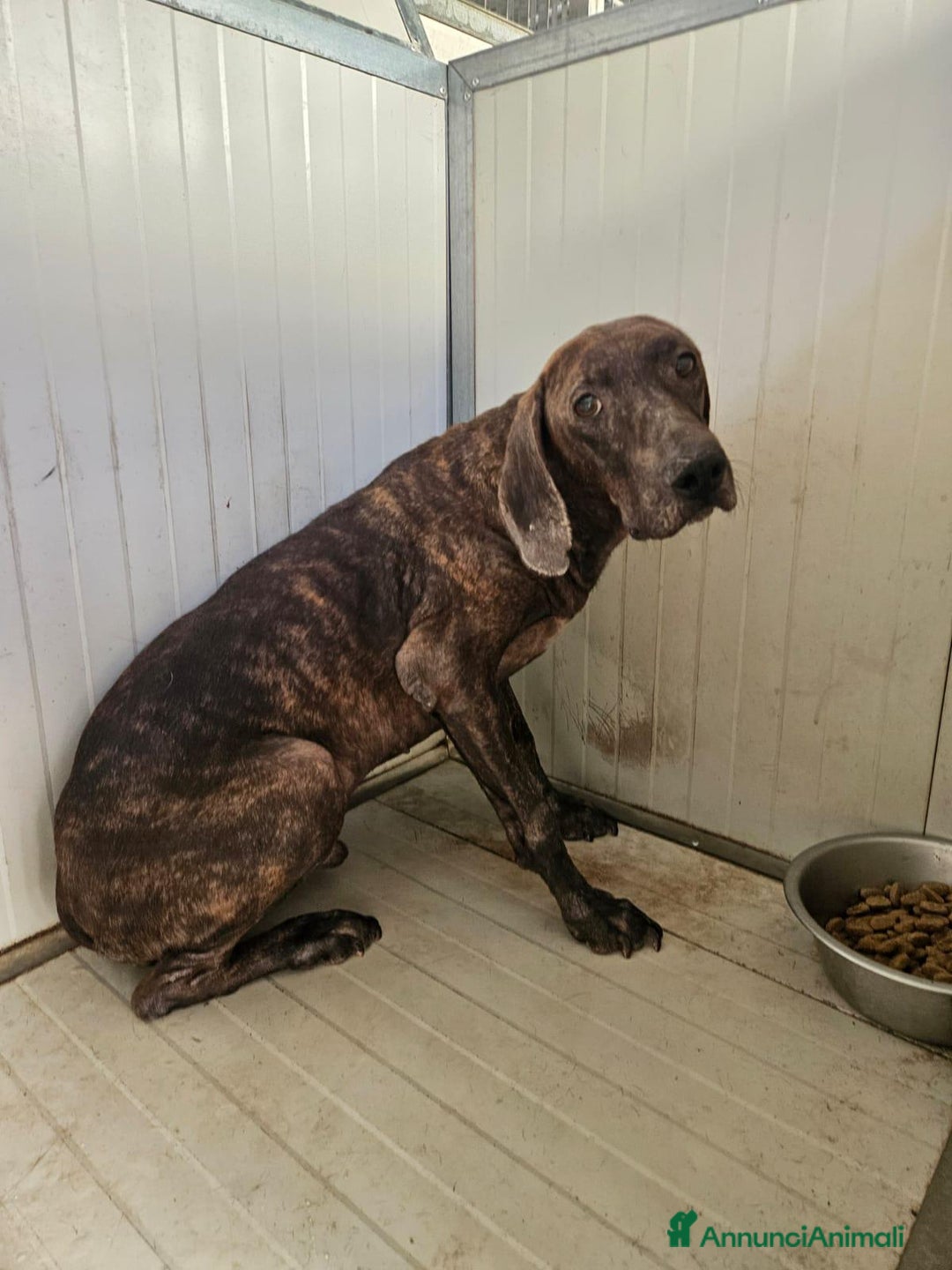 Bracco cani in regalo: Michele: adozione del cuore - Annuncio 3