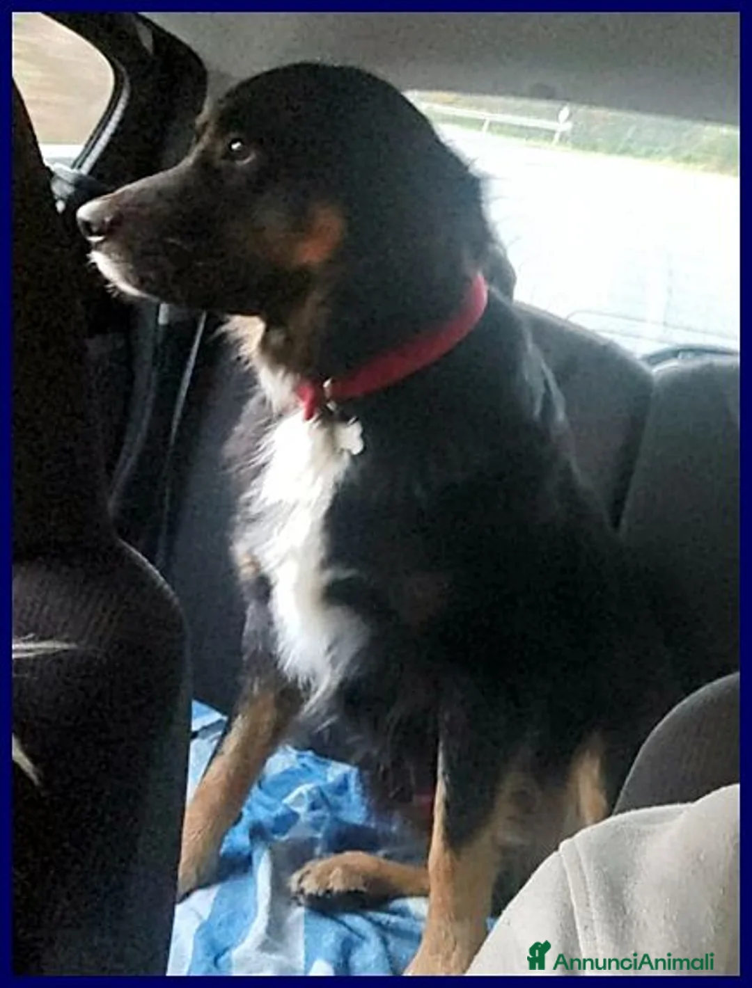 Meticcio cani in regalo: LILLY ed ARGO bravi un po' vagabondi - Annuncio 5