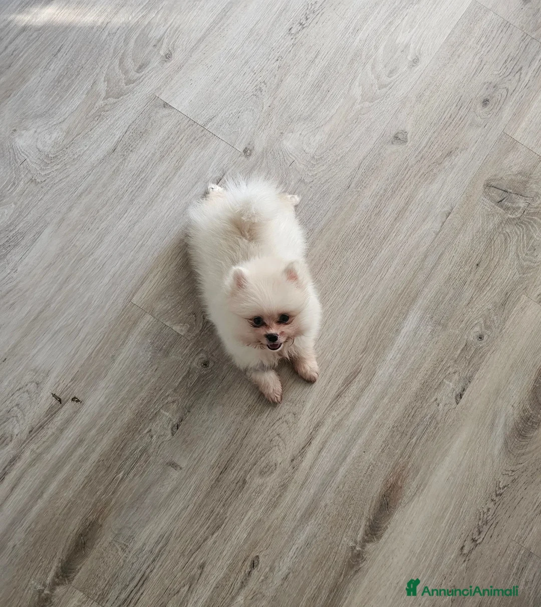 Spitz cani in vendita: Spitz di Pomerania  a Provincia di Lecco - Annuncio 7