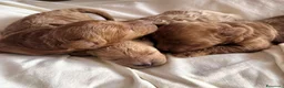 Barboncino cani in vendita: BARBONCINI FULVI - Annuncio 1